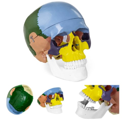 Model anatomiczny czaszki człowieka kolorowa w skali 1:1 + Zęby 3 szt. Model anatomiczny czaszki człowieka kolorowa w skali 1:1 + Zęby 3 szt.