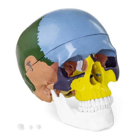 Model anatomiczny czaszki człowieka kolorowa w skali 1:1 + Zęby 3 szt. Model anatomiczny czaszki człowieka kolorowa w skali 1:1 + Zęby 3 szt.