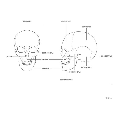 Model anatomiczny czaszki człowieka kolorowa w skali 1:1 + Zęby 3 szt. Model anatomiczny czaszki człowieka kolorowa w skali 1:1 + Zęby 3 szt.