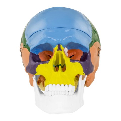 Model anatomiczny czaszki człowieka kolorowa w skali 1:1 + Zęby 3 szt. Model anatomiczny czaszki człowieka kolorowa w skali 1:1 + Zęby 3 szt.