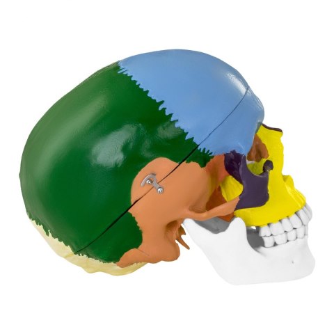 Model anatomiczny czaszki człowieka kolorowa w skali 1:1 + Zęby 3 szt. Model anatomiczny czaszki człowieka kolorowa w skali 1:1 + Zęby 3 szt.