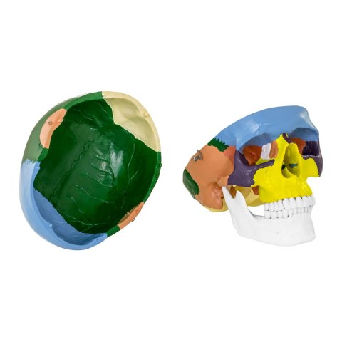 Model anatomiczny czaszki człowieka kolorowa w skali 1:1 + Zęby 3 szt. Model anatomiczny czaszki człowieka kolorowa w skali 1:1 + Zęby 3 szt.