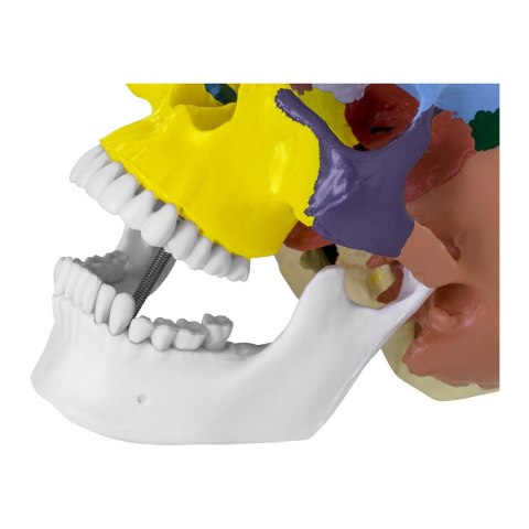 Model anatomiczny czaszki człowieka kolorowa w skali 1:1 + Zęby 3 szt. Model anatomiczny czaszki człowieka kolorowa w skali 1:1 + Zęby 3 szt.