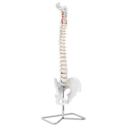 Model anatomiczny kręgosłupa człowieka z męską miednicą 76 cm Model anatomiczny kręgosłupa człowieka z męską miednicą 76 cm