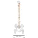 Model anatomiczny ludzkiego kręgosłupa z miednicą męską 86 cm