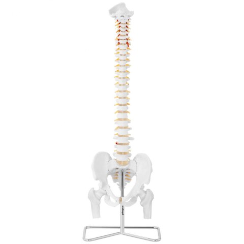 Model anatomiczny ludzkiego kręgosłupa z miednicą męską 86 cm Model anatomiczny ludzkiego kręgosłupa z miednicą męską 86 cm