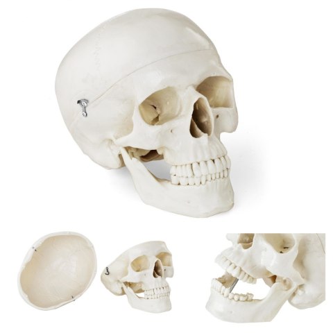 Model anatomiczny ludzkiej czaszki w skali 1:1 + Zęby 3 szt. Model anatomiczny ludzkiej czaszki w skali 1:1 + Zęby 3 szt.