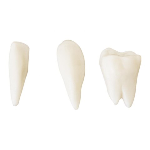 Model anatomiczny ludzkiej czaszki w skali 1:1 + Zęby 3 szt. Model anatomiczny ludzkiej czaszki w skali 1:1 + Zęby 3 szt.