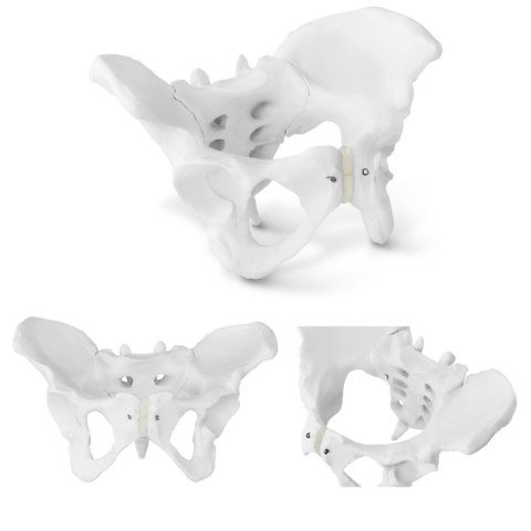 Model anatomiczny miednicy człowieka kobiety w skali 1:1 Model anatomiczny miednicy człowieka kobiety w skali 1:1