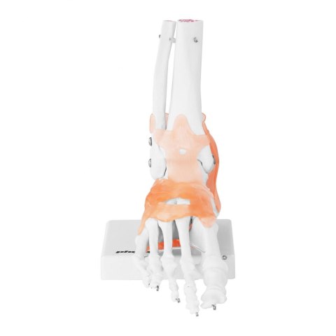 Model anatomiczny stawu skokowego z więzadłami w skali 1:1 Model anatomiczny stawu skokowego z więzadłami w skali 1:1