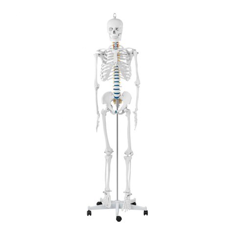 Model anatomiczny szkieletu człowieka 176 cm + Plakat anatomiczny Model anatomiczny szkieletu człowieka 176 cm + Plakat anatomiczny
