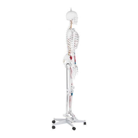 Model anatomiczny ludzkiego szkieletu 180 cm + Plakat anatomiczny Model anatomiczny ludzkiego szkieletu 180 cm + Plakat anatomiczny