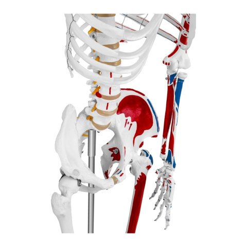 Model anatomiczny ludzkiego szkieletu 180 cm + Plakat anatomiczny Model anatomiczny ludzkiego szkieletu 180 cm + Plakat anatomiczny