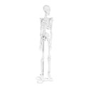 Model anatomiczny ludzkiego szkieletu 47 cm