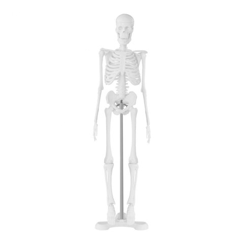 Model anatomiczny ludzkiego szkieletu 47 cm Model anatomiczny ludzkiego szkieletu 47 cm
