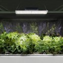 Lampa do uprawy wzrostu roślin pełne spektrum 30 x 24 cm 234 LED 1000 W srebrna