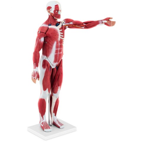 Model anatomiczny 3D ciała człowieka 27 elementów 76 cm Model anatomiczny 3D ciała człowieka 27 elementów 76 cm