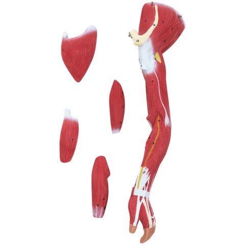 Model anatomiczny 3D ciała człowieka 27 elementów 76 cm Model anatomiczny 3D ciała człowieka 27 elementów 76 cm