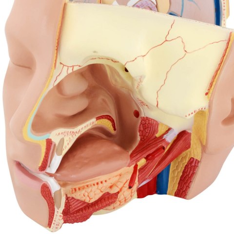 Model anatomiczny 3D głowy i mózgu człowieka skala 1:1 Model anatomiczny 3D głowy i mózgu człowieka skala 1:1