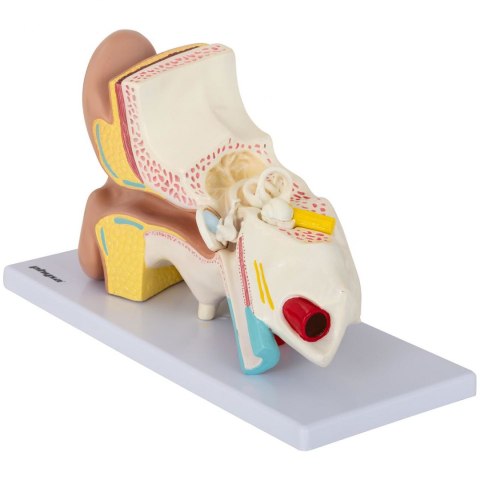 Model anatomiczny 3D ludzkiego ucha Model anatomiczny 3D ludzkiego ucha