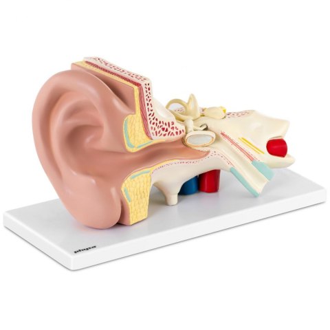 Model anatomiczny 3D ucha człowieka z wyjmowanymi elementami skala 3:1 Model anatomiczny 3D ucha człowieka z wyjmowanymi elementami skala 3:1