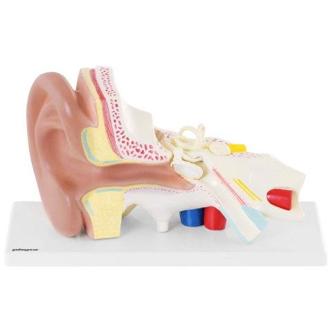 Model anatomiczny 3D ucha człowieka z wyjmowanymi elementami skala 3:1 Model anatomiczny 3D ucha człowieka z wyjmowanymi elementami skala 3:1
