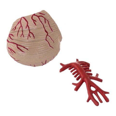 Model anatomiczny ludzkiego mózgu 9 elementów w skali 1:1 Model anatomiczny ludzkiego mózgu 9 elementów w skali 1:1