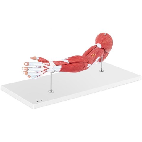 Model anatomiczny ramienia 3D w skali 1:1 Model anatomiczny ramienia 3D w skali 1:1
