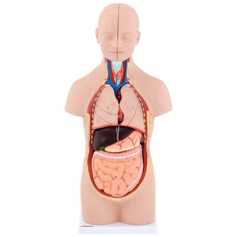 Model anatomiczny 3D tułowia człowieka z wyjmowanymi organami Model anatomiczny 3D tułowia człowieka z wyjmowanymi organami