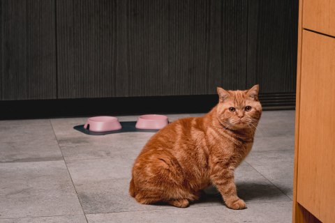 Miska płytka BEŻOWA FIBOO Miska płytka BEŻOWA FIBOO