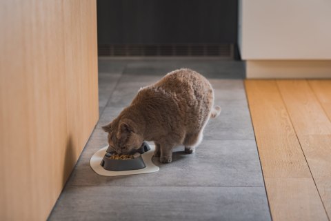 Miska płytka BEŻOWA FIBOO Miska płytka BEŻOWA FIBOO